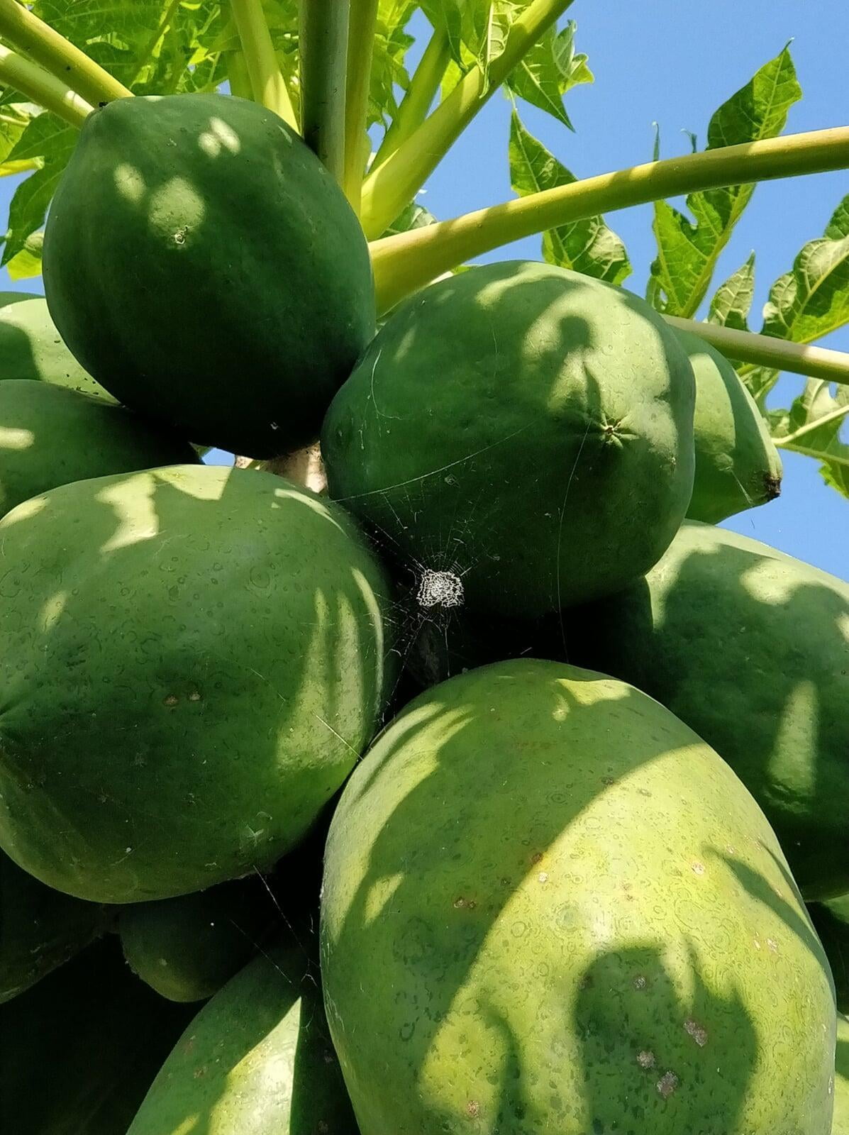Papaya