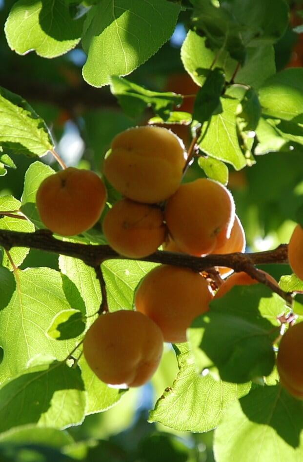 Ladakhi Apricots