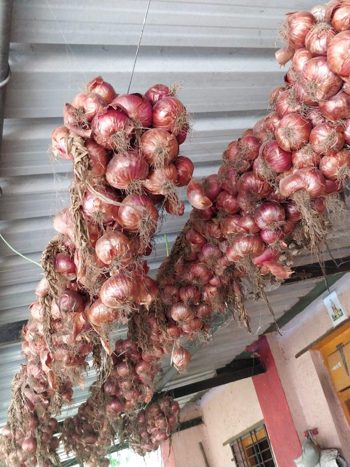 Onions