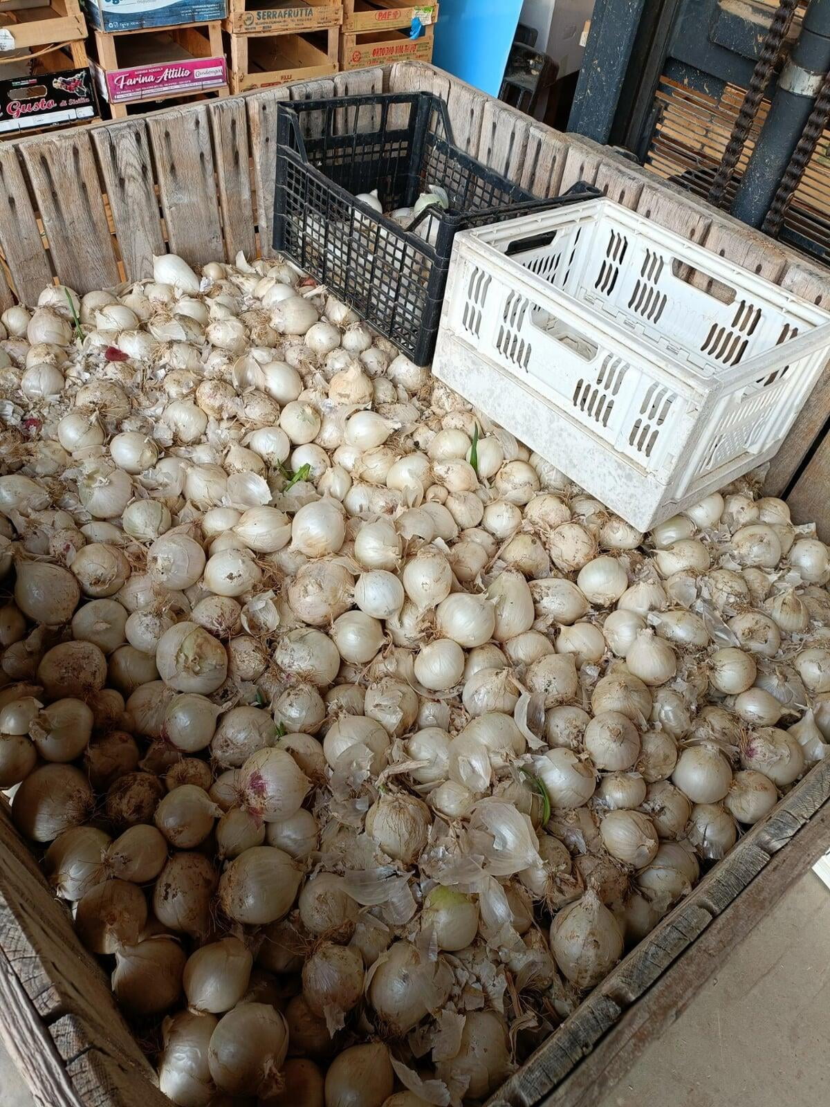 Onions